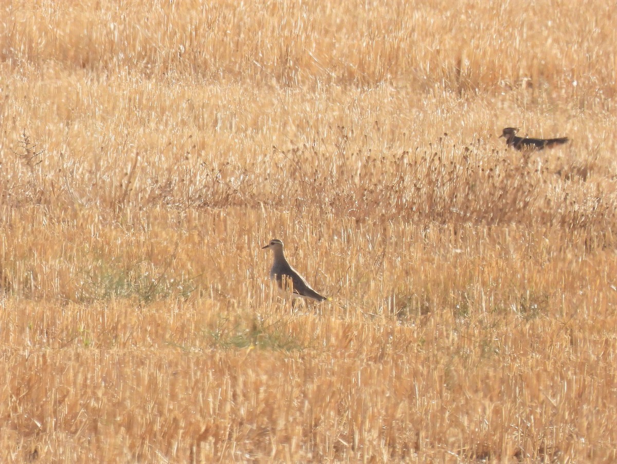 Sociable Lapwing - ML643647882