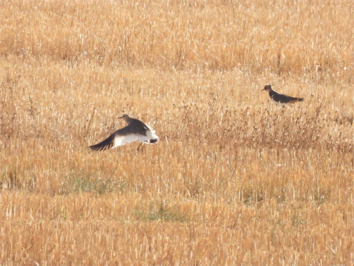 Sociable Lapwing - ML643647883