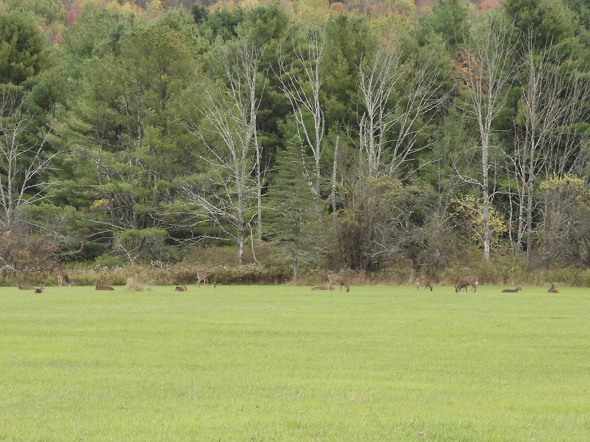 Memeliler - ML643647886