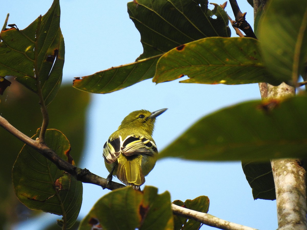 Common Iora - ML643647913