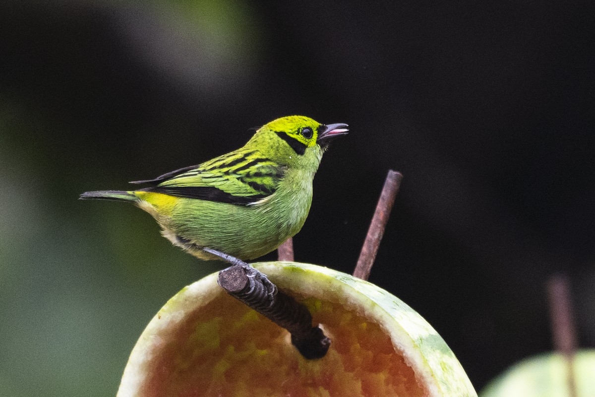 Emerald Tanager - ML643647928