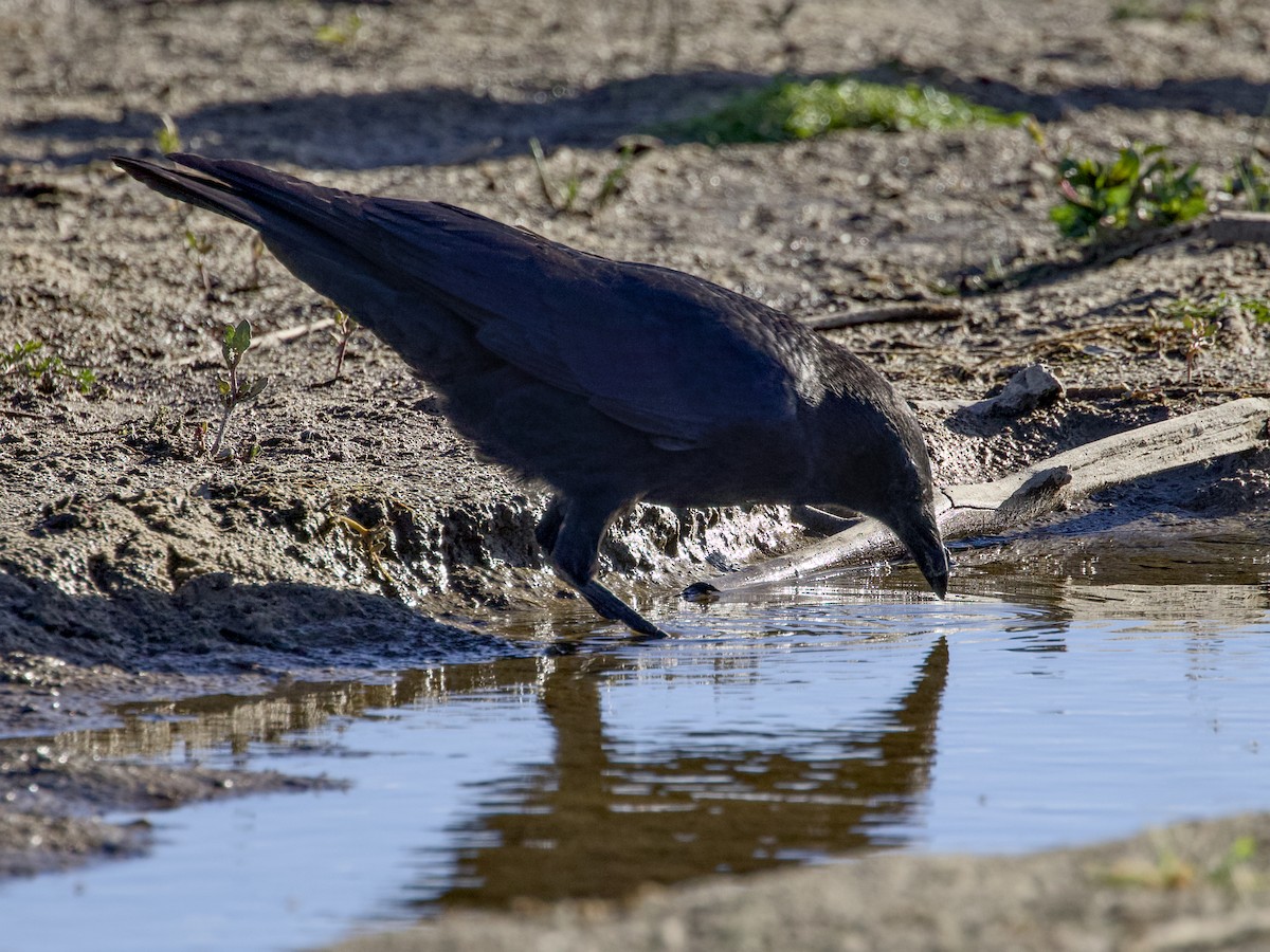 American Crow - ML643647930