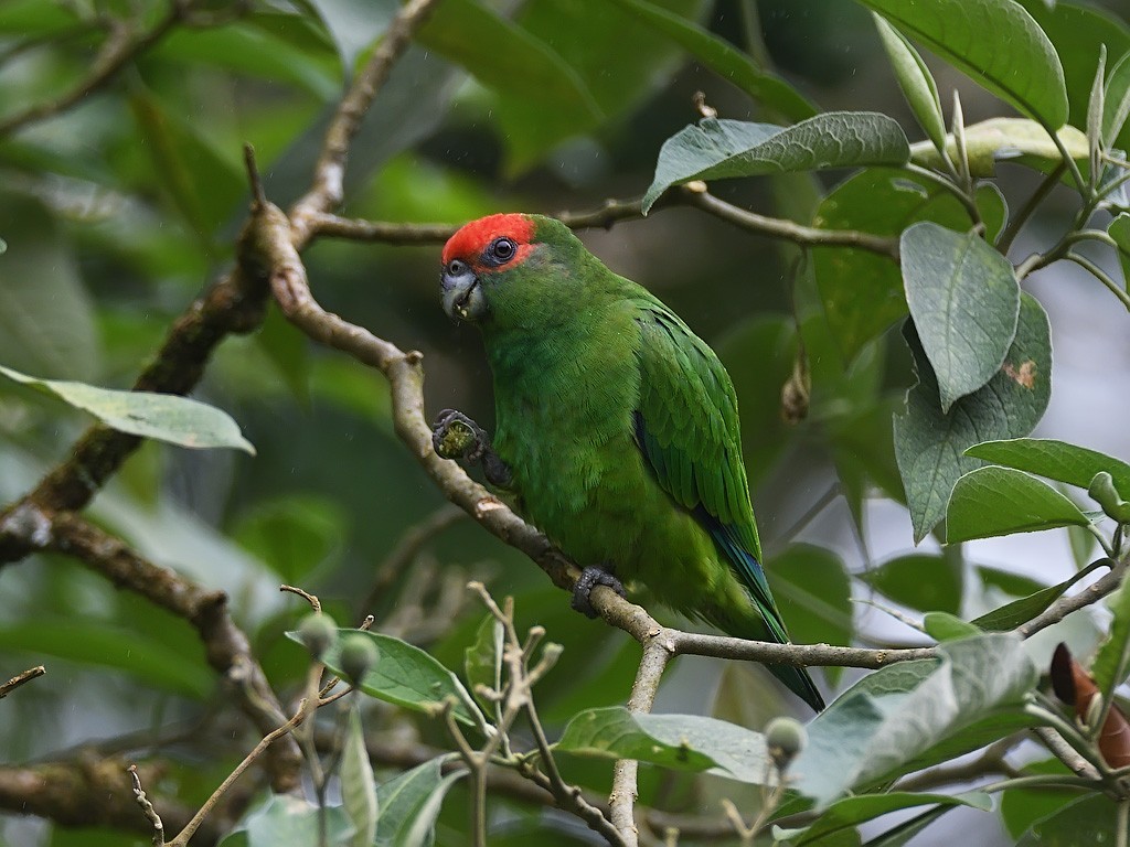 ヒガシラインコ - ML643647933