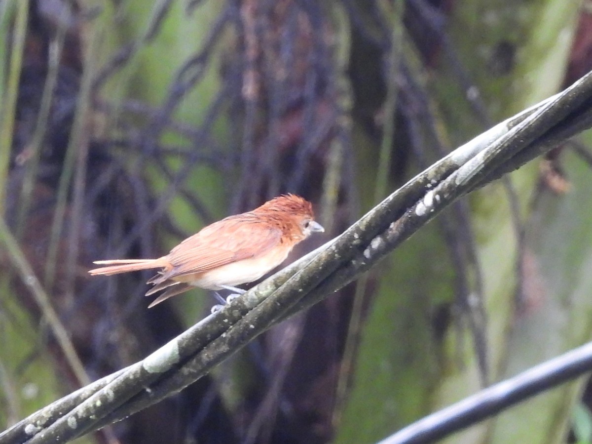 Cinnamon Becard - ML643647935