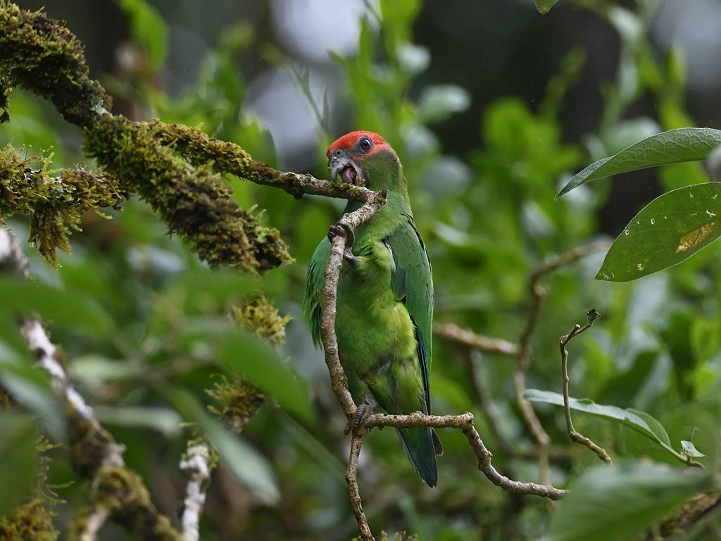 ヒガシラインコ - ML643647936