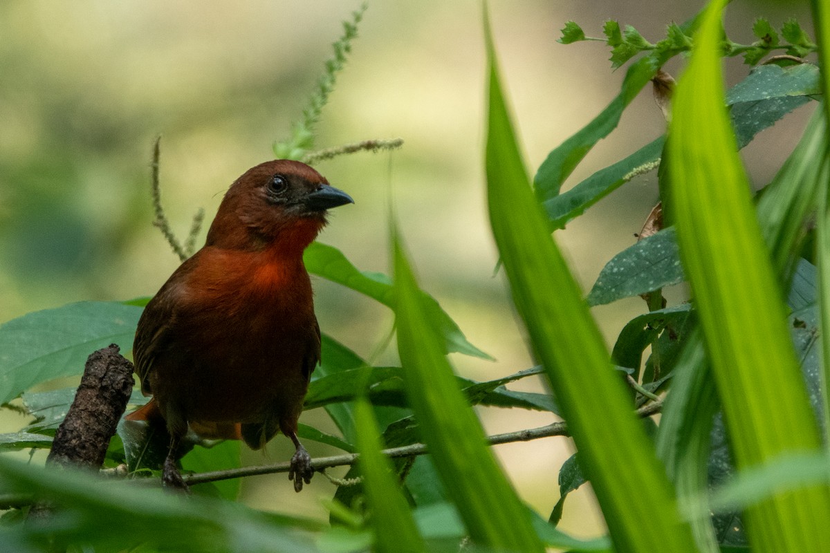 ズアカアリフウキンチョウ - ML643647940
