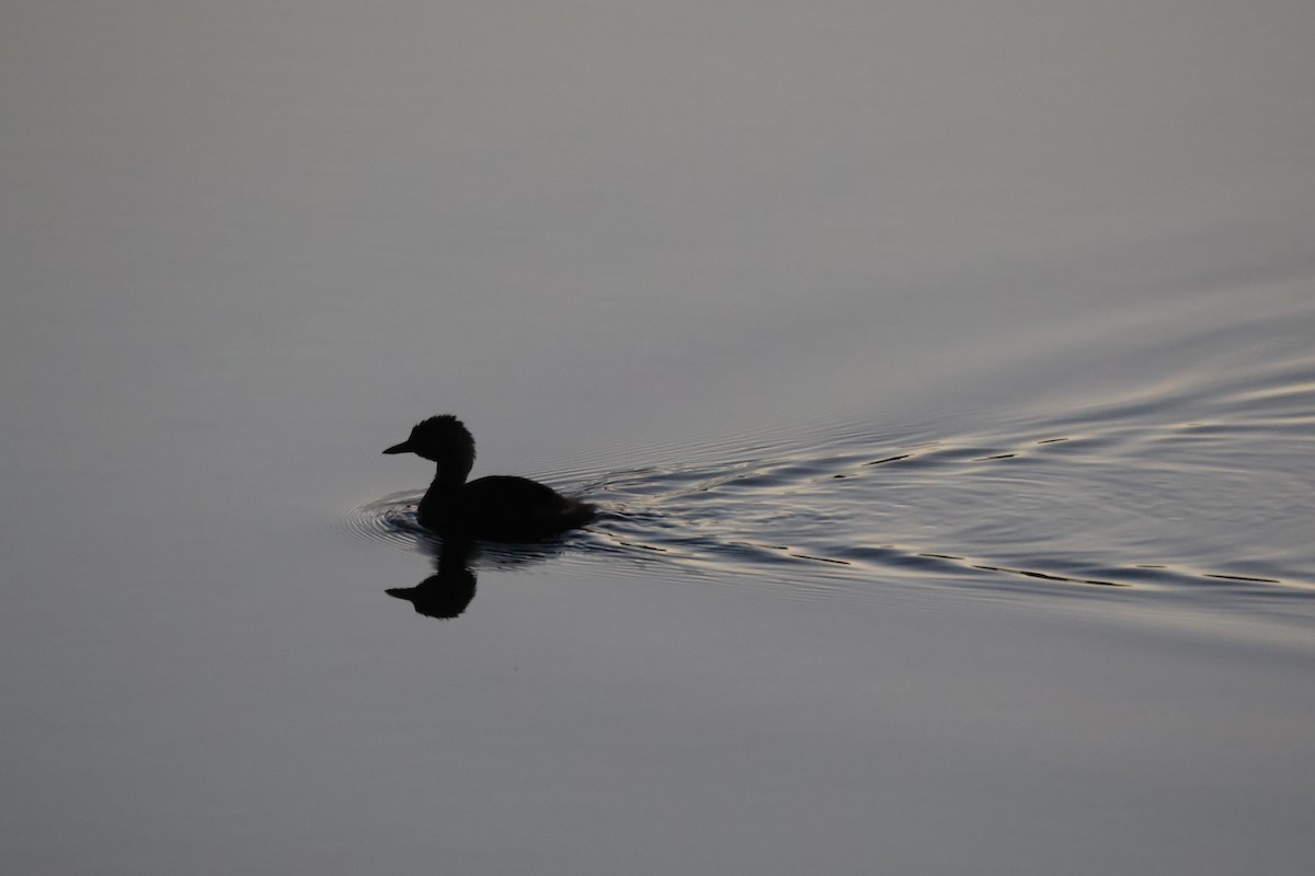 Least Grebe - ML643647946