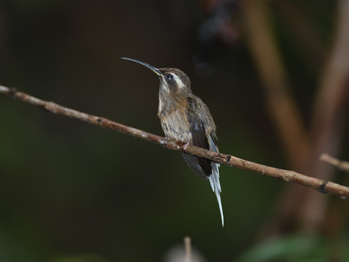 Dusky-throated Hermit - ML643647955
