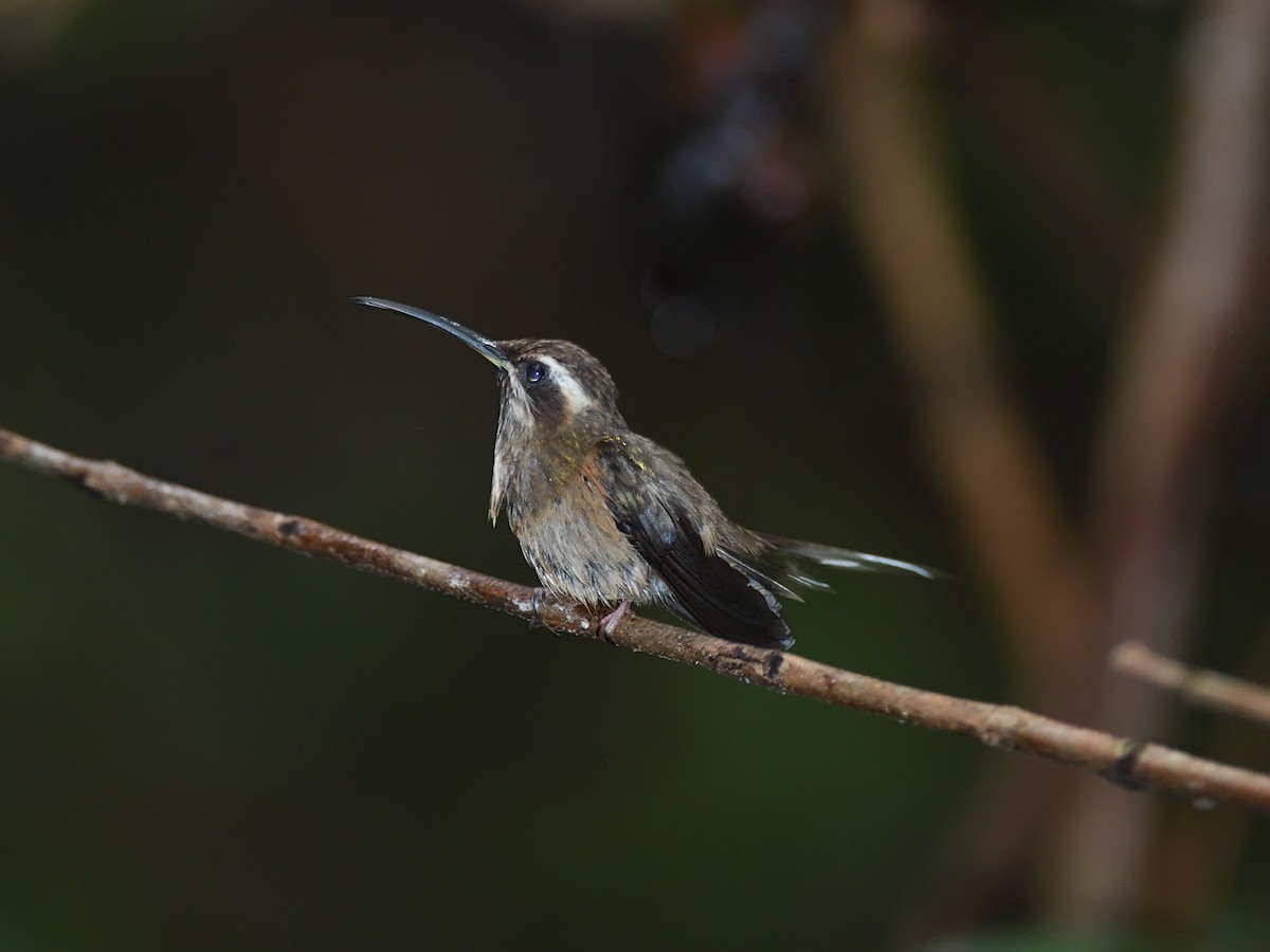 Dusky-throated Hermit - ML643647957