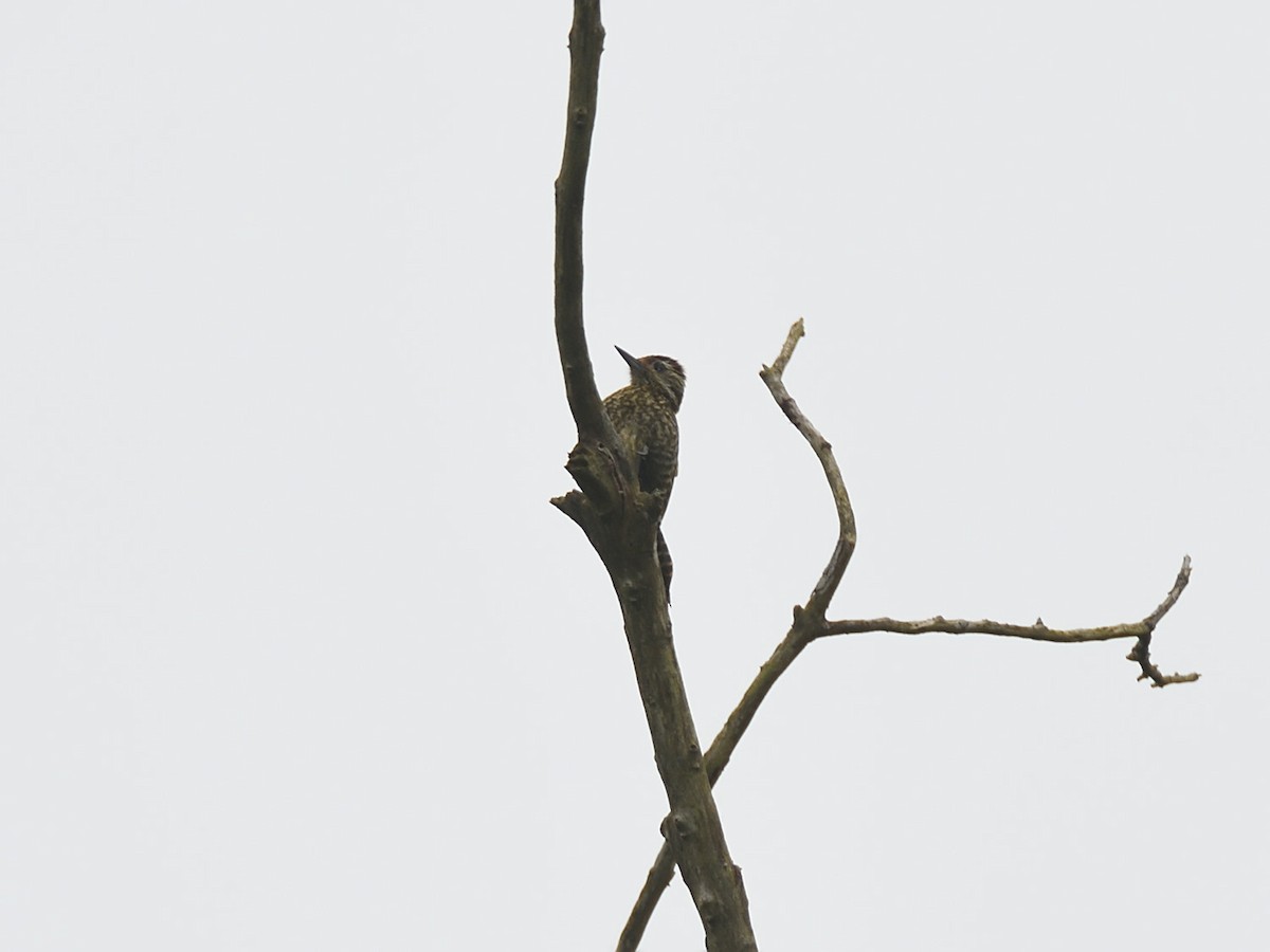 White-spotted Woodpecker - ML643647974