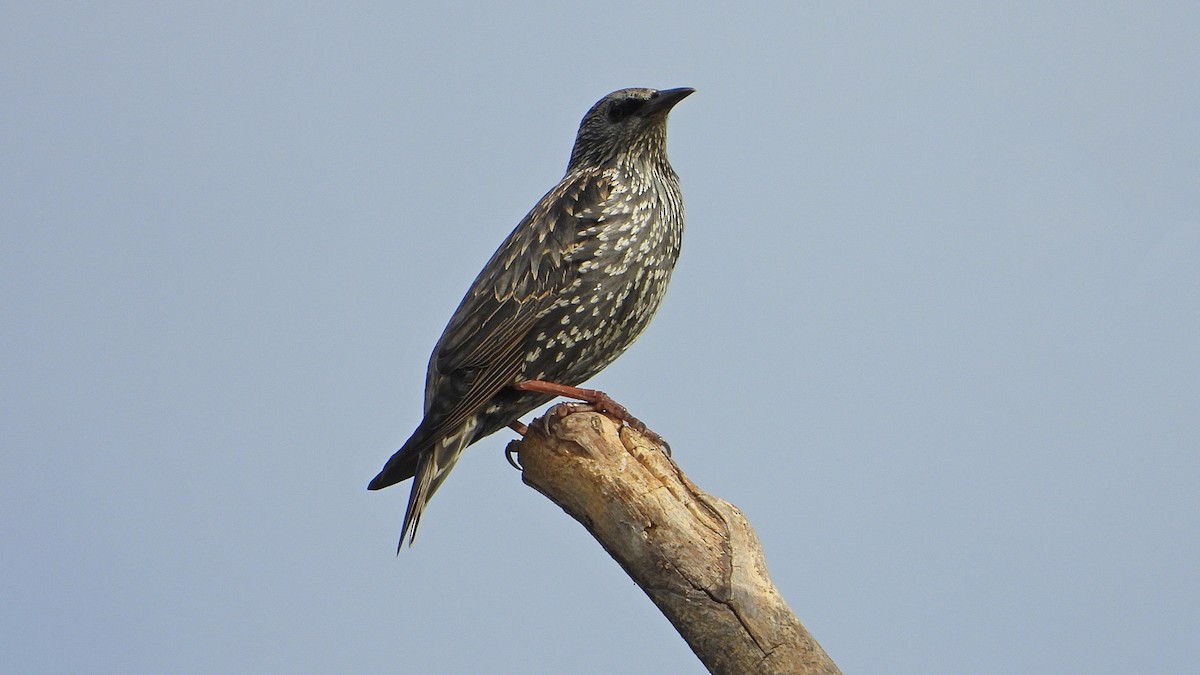 Spotless Starling - ML643647979
