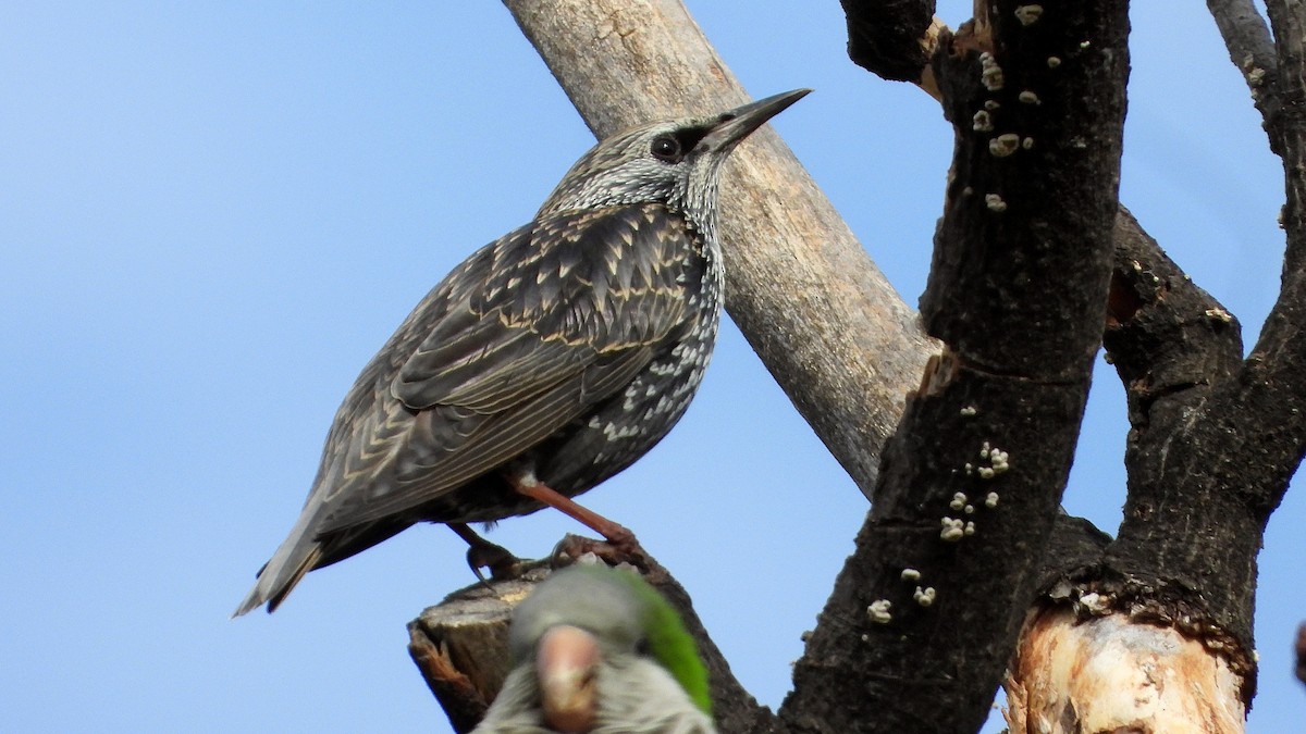 Spotless Starling - ML643647981