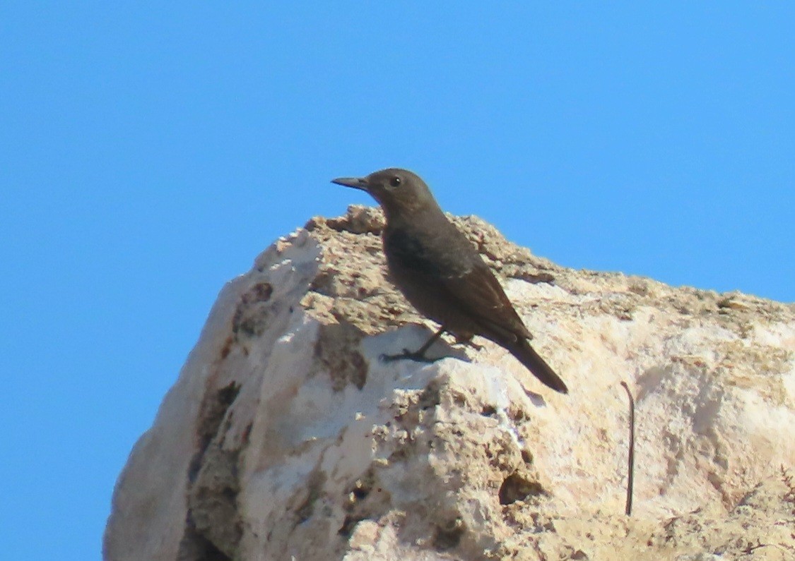 Roquero Solitario - ML643647982