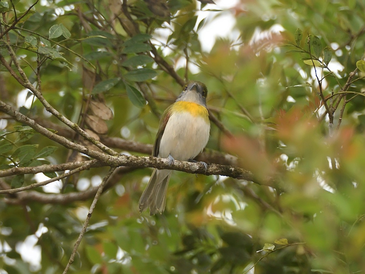 Green-backed Becard - ML643647987