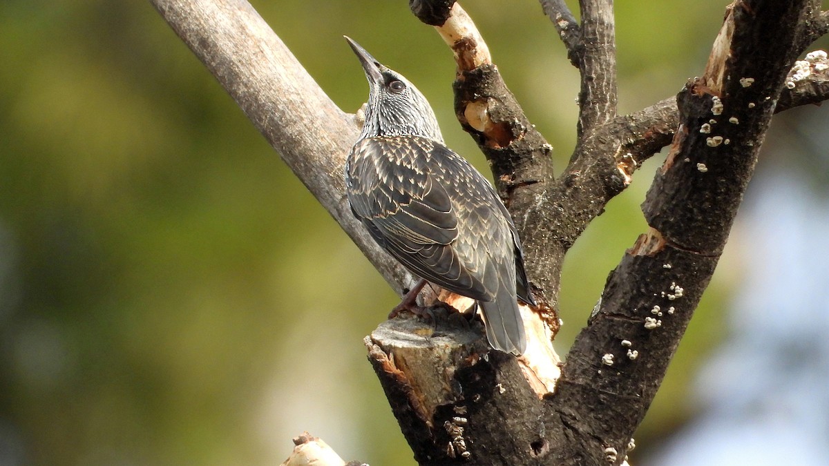 Spotless Starling - ML643647988