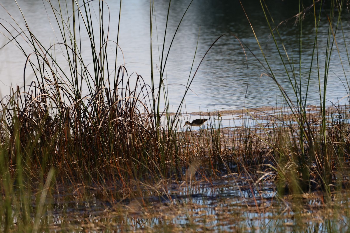 Northern Jacana - ML643647989