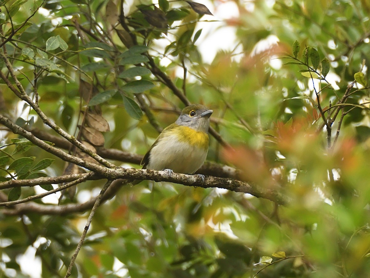 Green-backed Becard - ML643647990