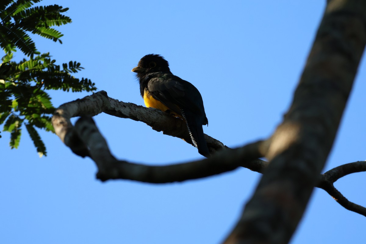 Gartered Trogon - ML643647995