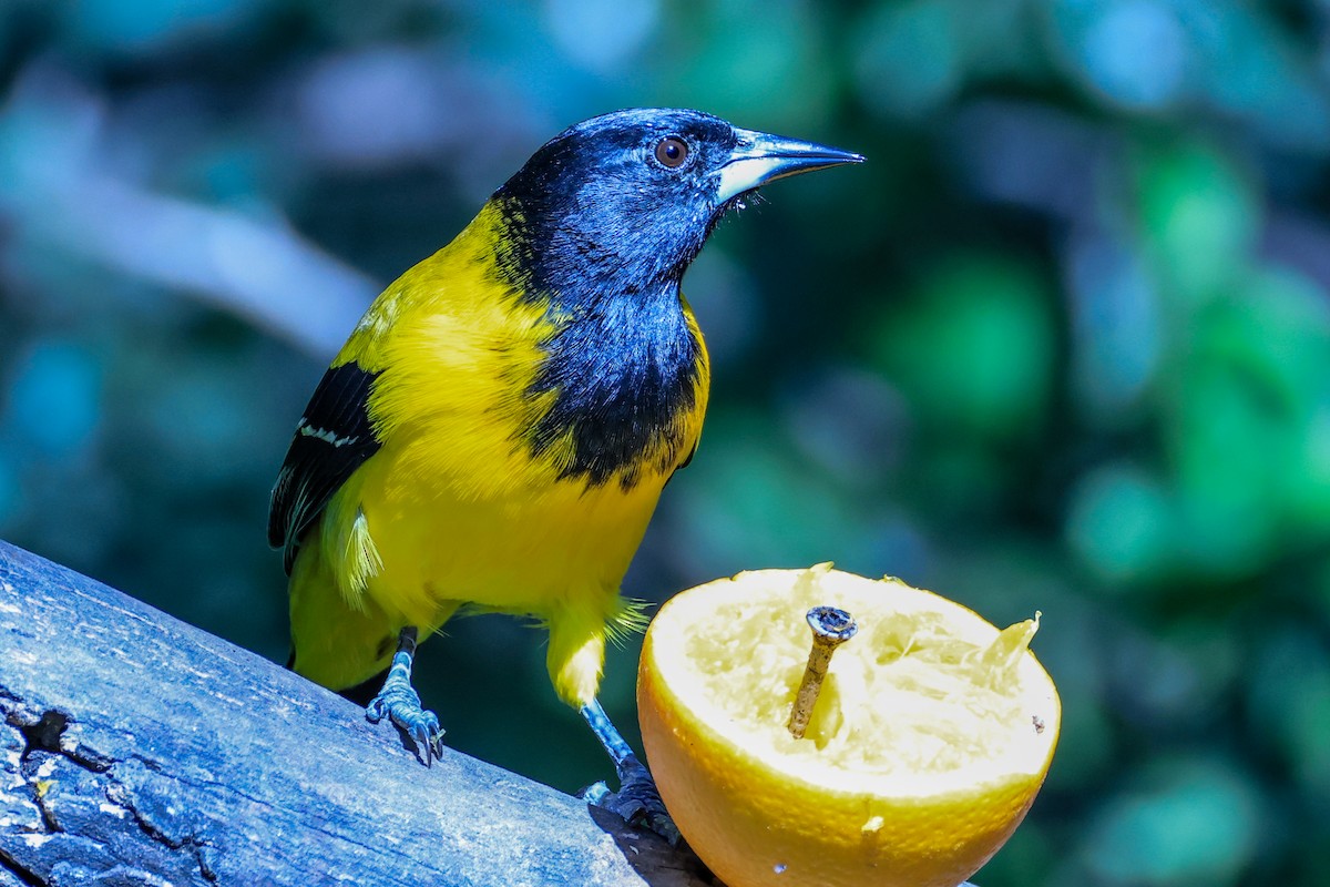 Audubon's Oriole - ML643648005