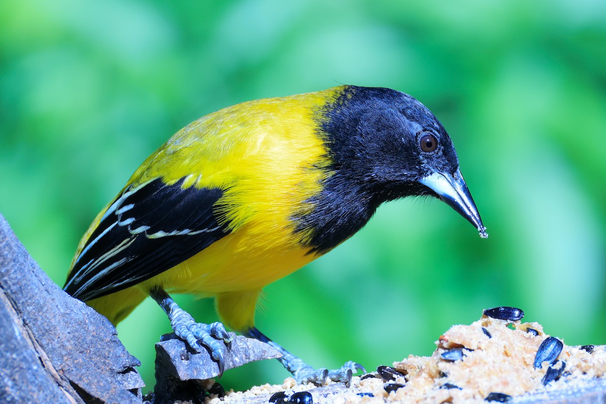 Audubon's Oriole - ML643648006