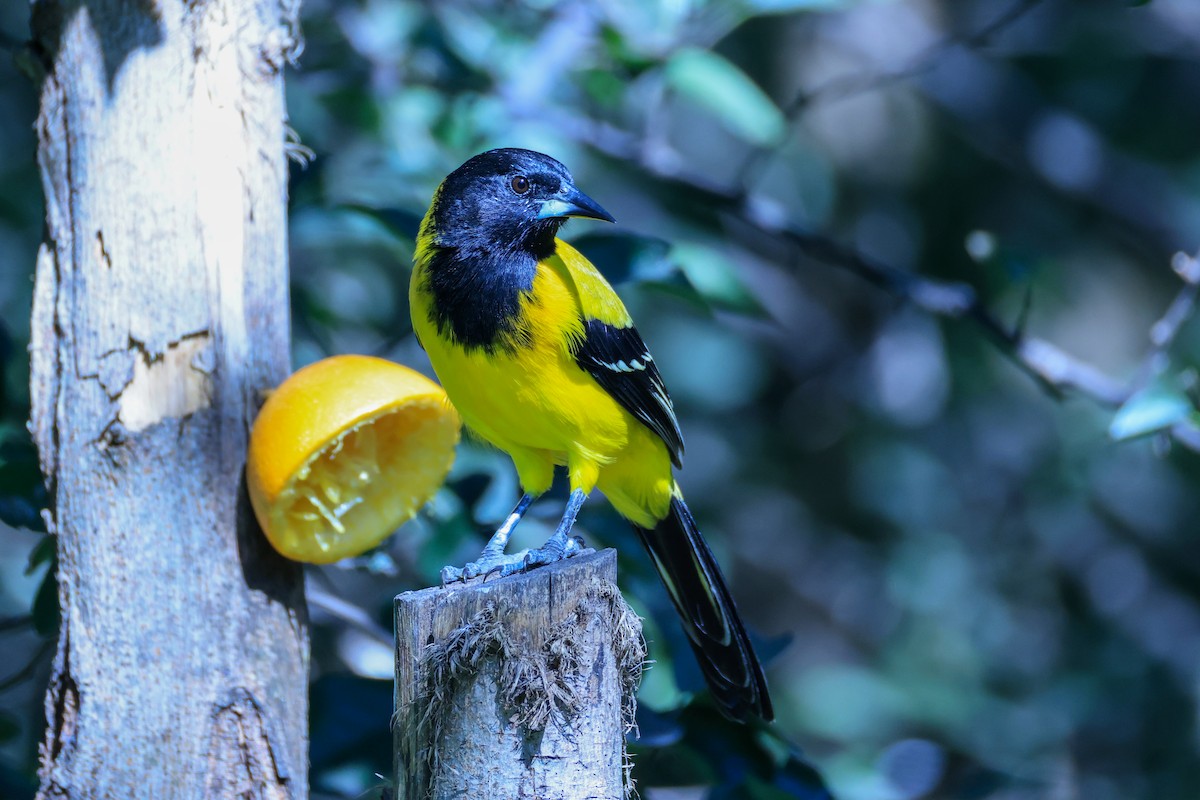 Audubon's Oriole - ML643648007