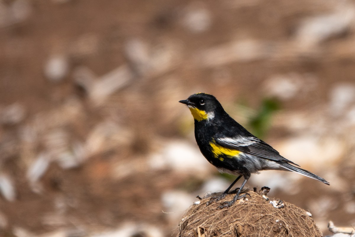 Yellow-rumped Warbler (Goldman's) - ML643648008