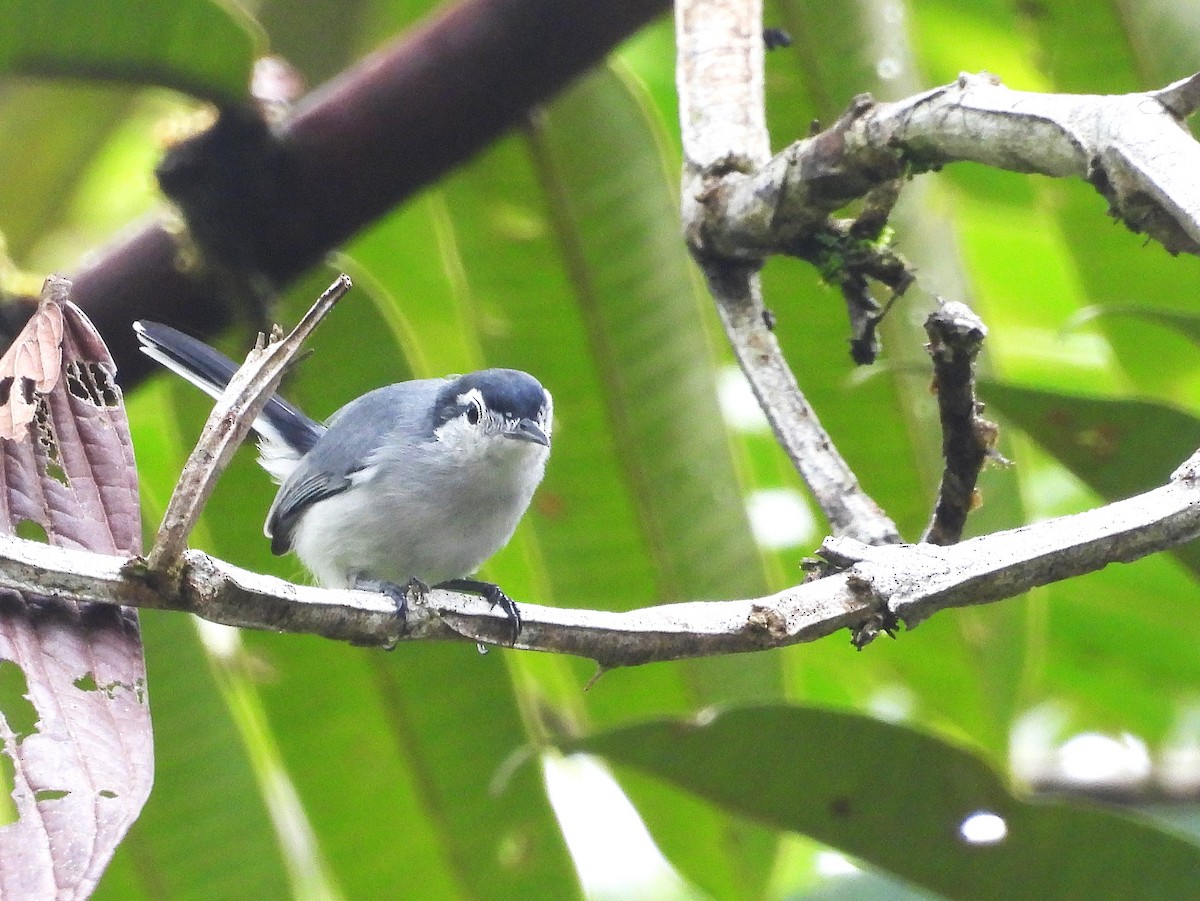 White-browed Gnatcatcher - ML643648015
