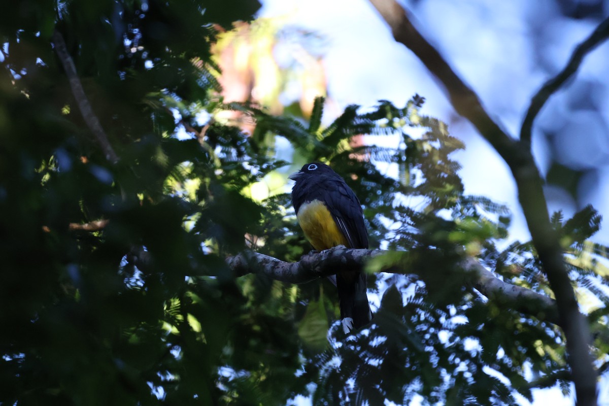 Black-headed Trogon - ML643648016
