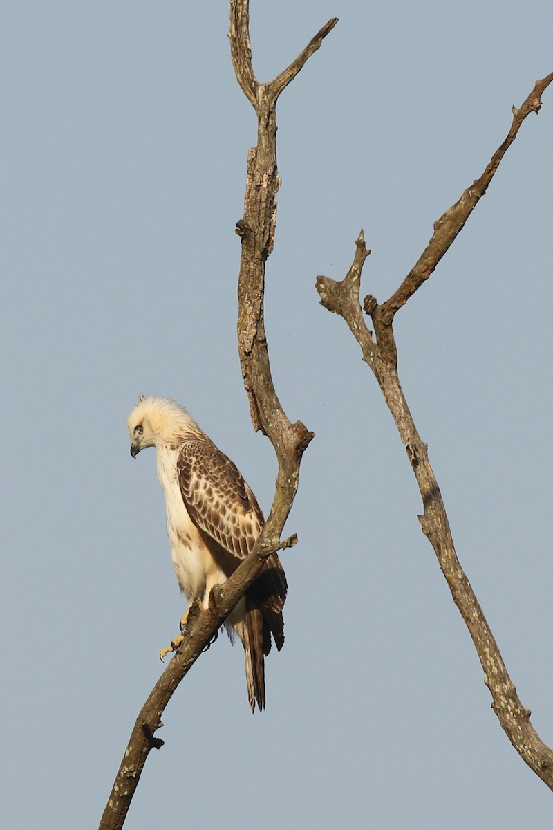 Changeable Hawk-Eagle - ML643648025