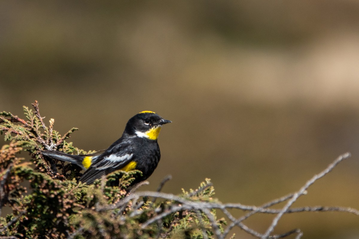Yellow-rumped Warbler (Goldman's) - ML643648033