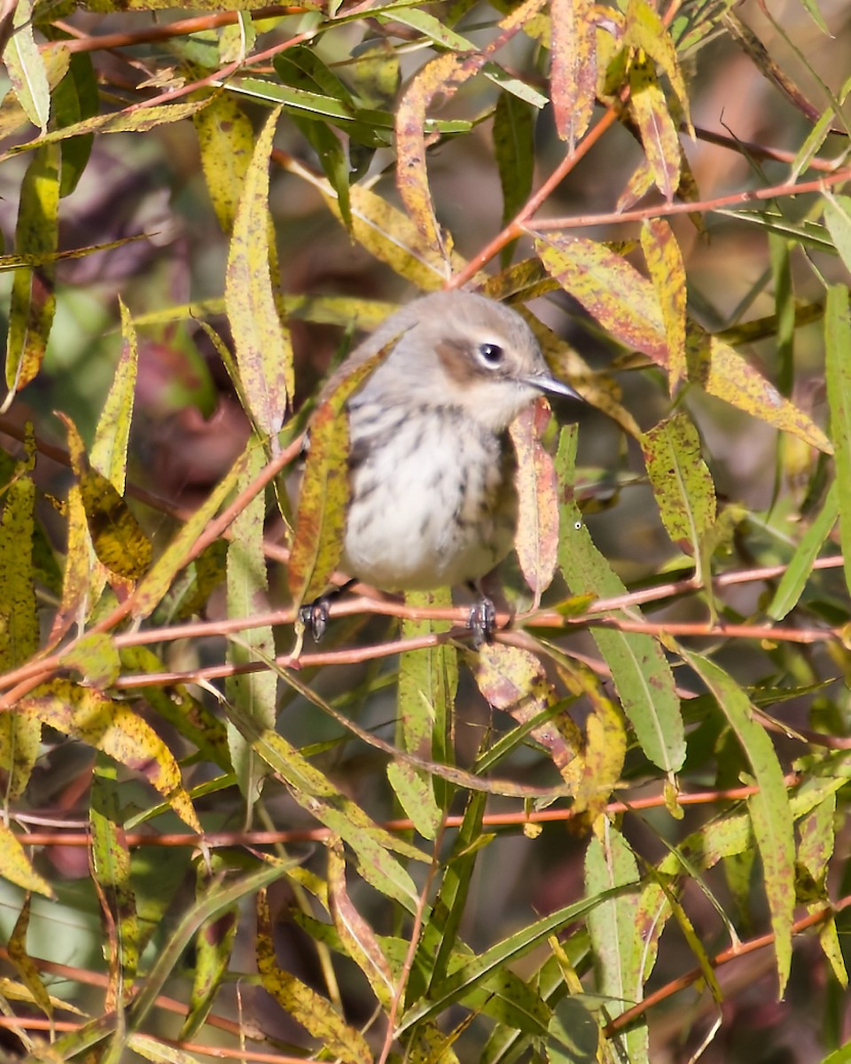 Yellow-rumped Warbler - ML643648035