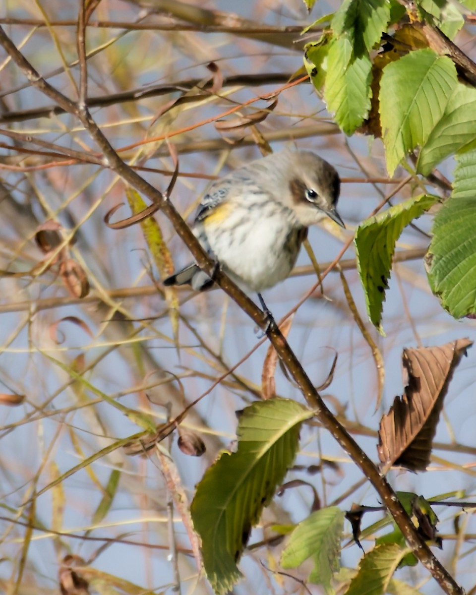 Yellow-rumped Warbler - ML643648036
