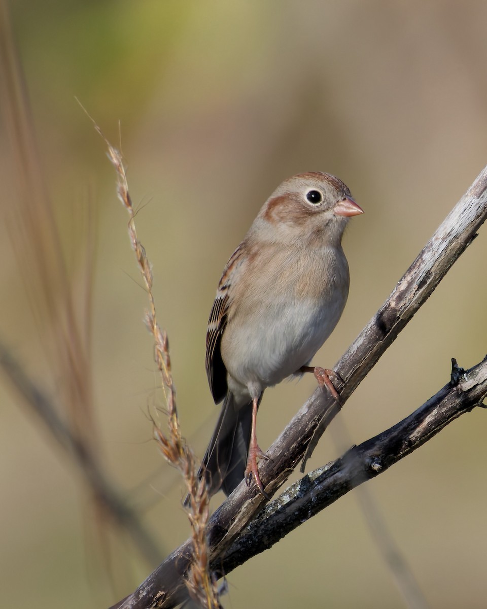 Field Sparrow - ML643648069