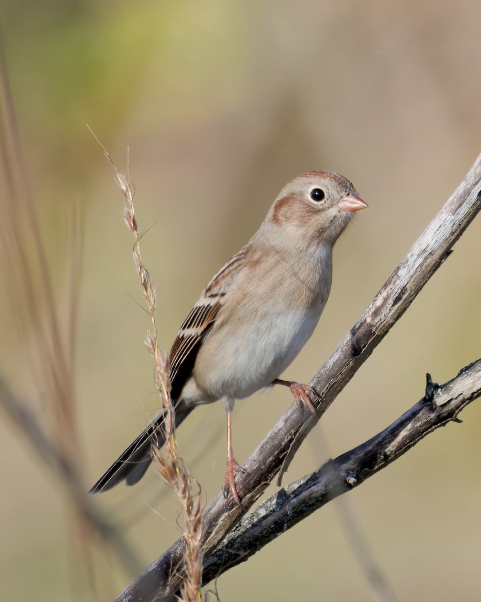 Field Sparrow - ML643648070