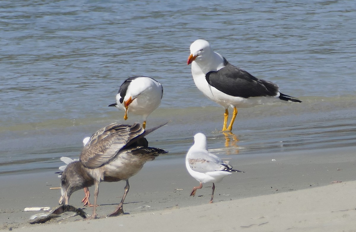 Pacific Gull - ML643648075