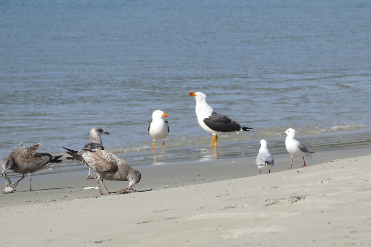 Pacific Gull - ML643648077