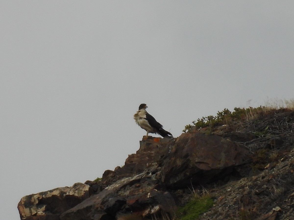 hvitbrystkarakara - ML643648089