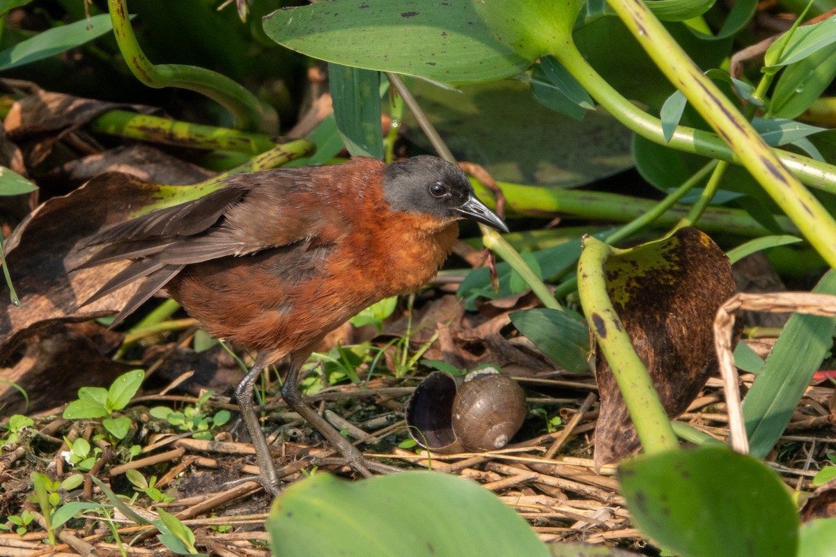 Ruddy Crake - ML643648106