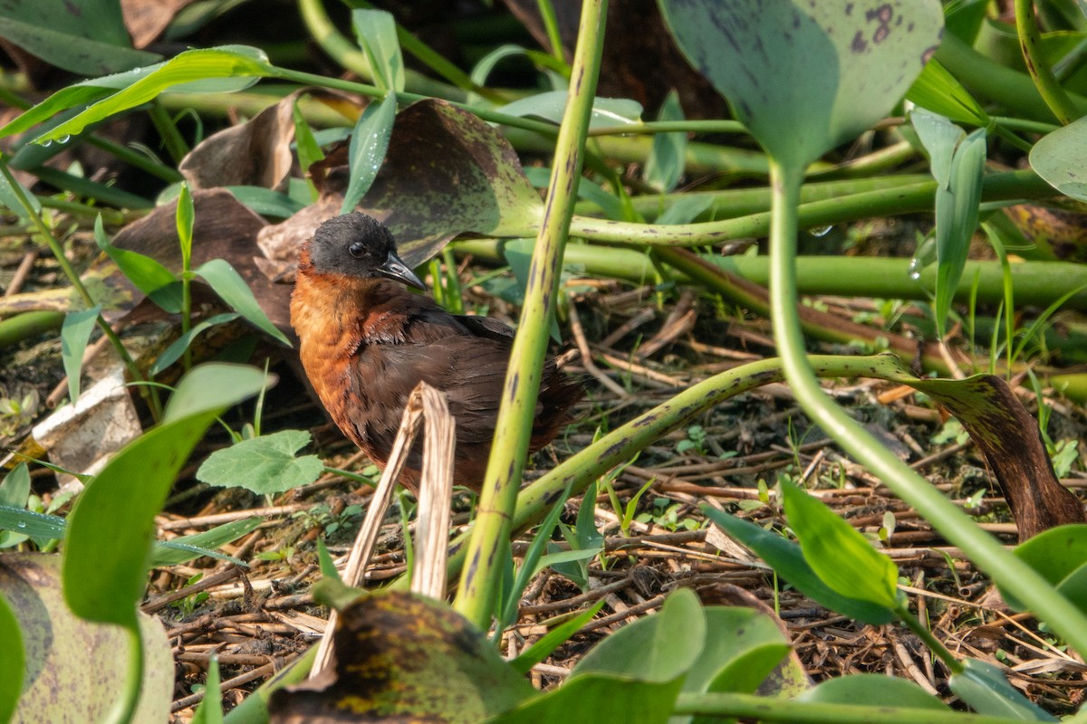 Ruddy Crake - ML643648107