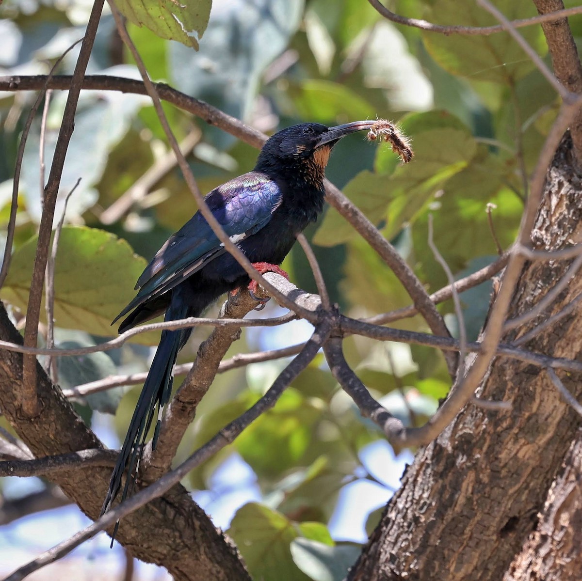 Black-billed Woodhoopoe - ML643648121
