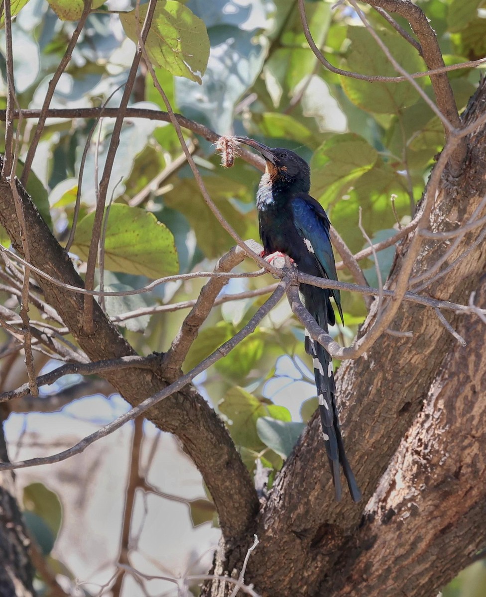 Black-billed Woodhoopoe - ML643648122