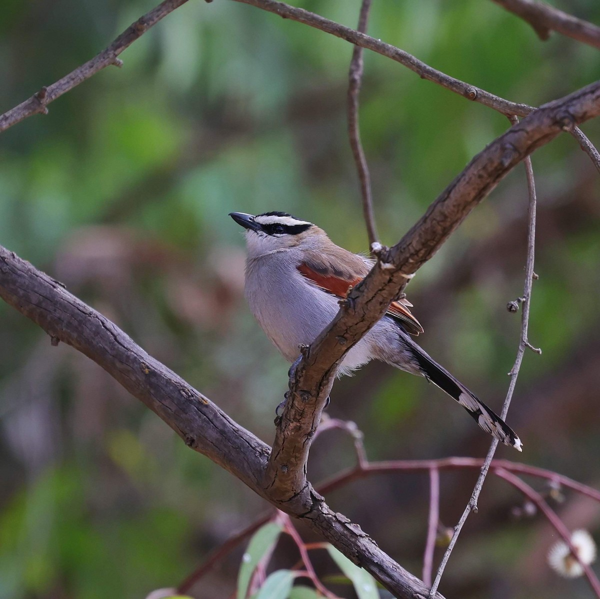 Black-crowned Tchagra - ML643648134