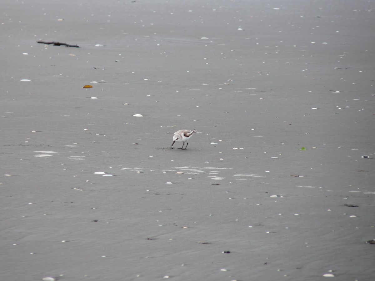 Bécasseau sanderling - ML643648137