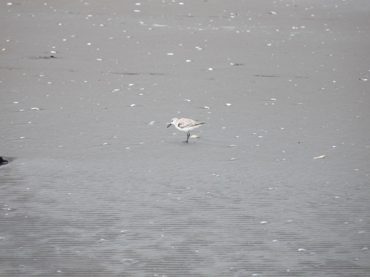 Bécasseau sanderling - ML643648138