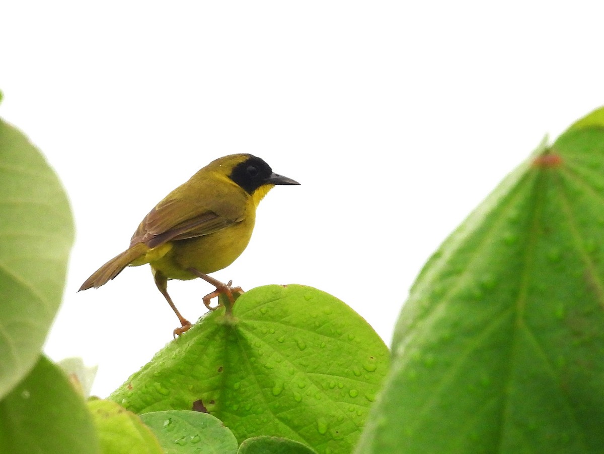 Olive-crowned Yellowthroat - ML643648141
