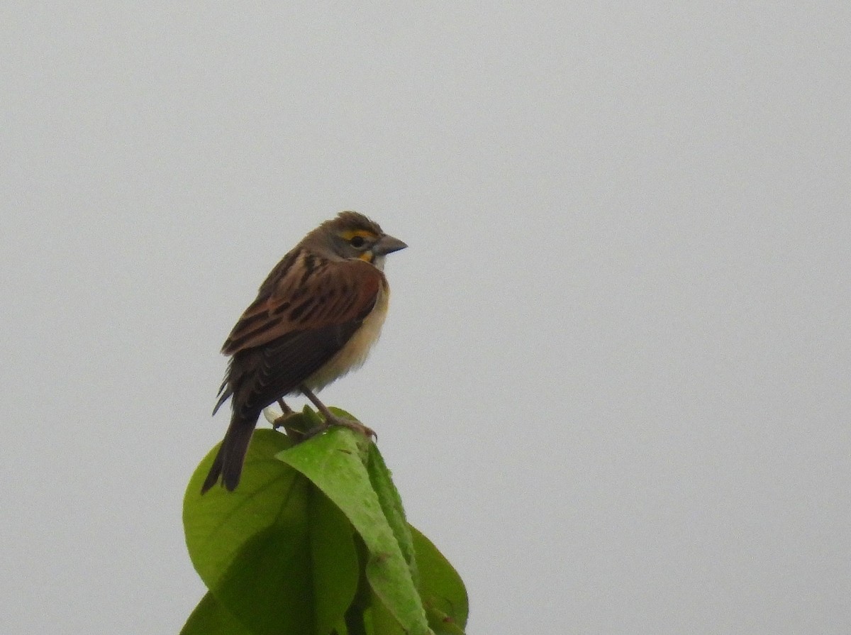 Dickcissel - ML643648148