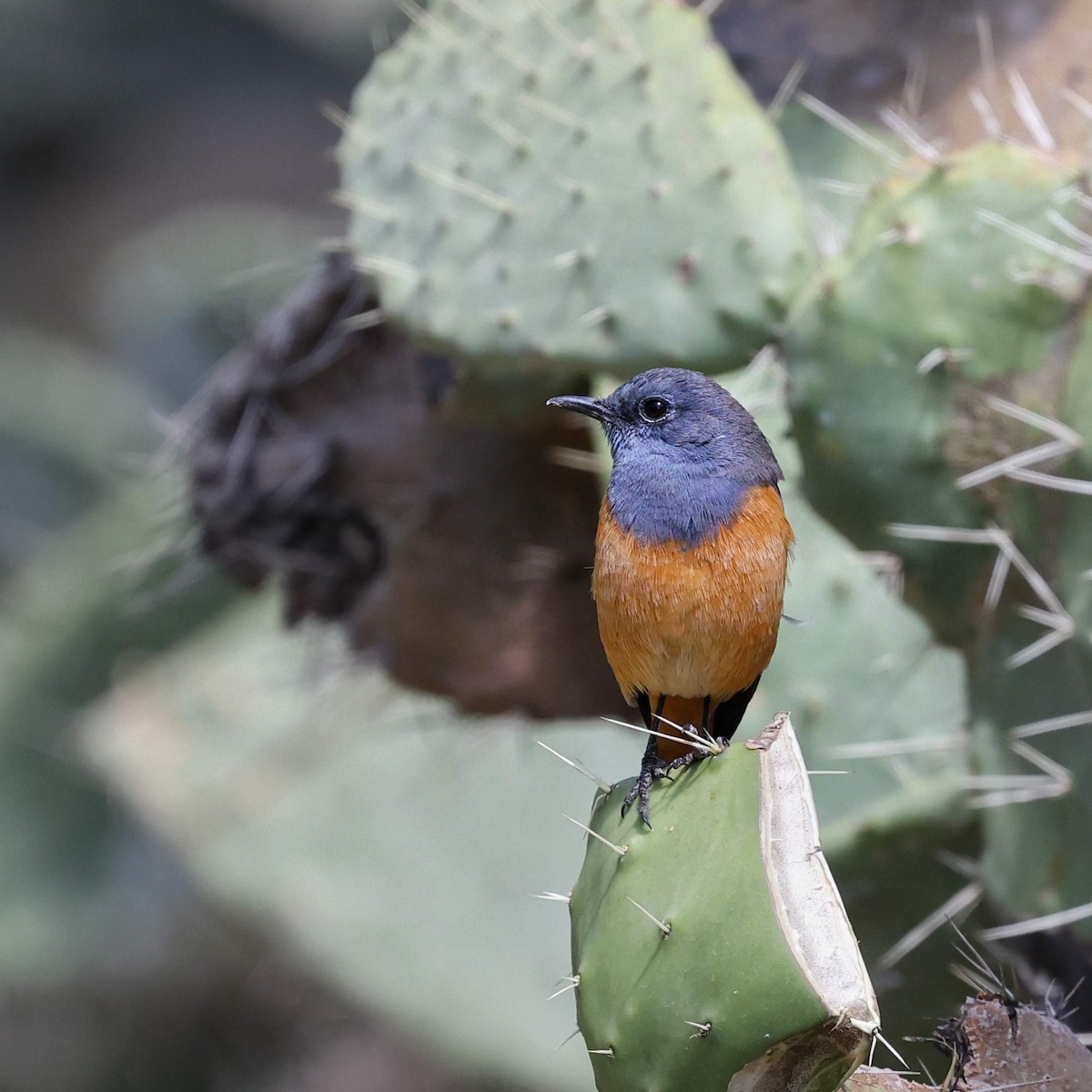 Little Rock-Thrush - ML643648150