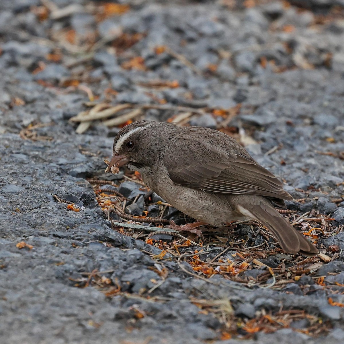 Brown-rumped Seedeater - ML643648162