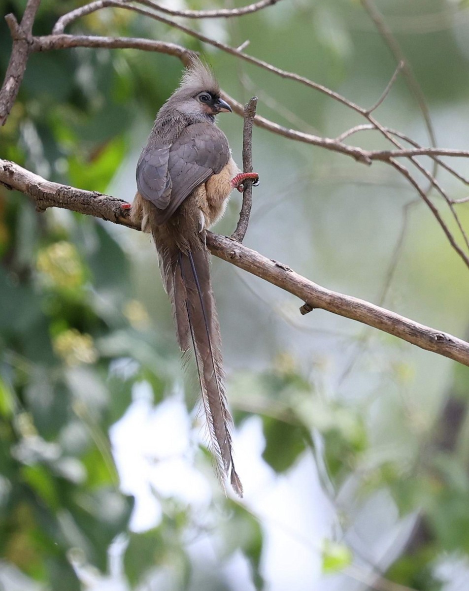 Speckled Mousebird - ML643648208
