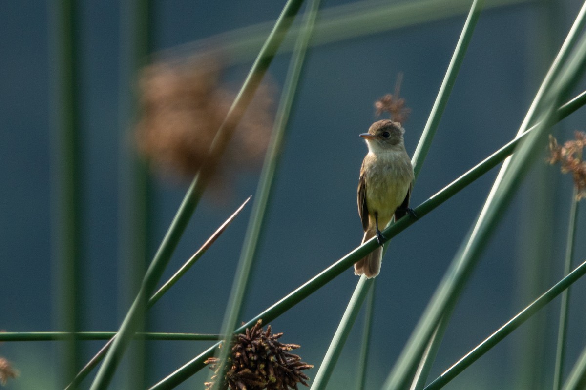 White-throated Flycatcher - ML643648232